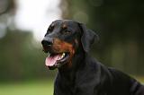 DOBERMANN 1217